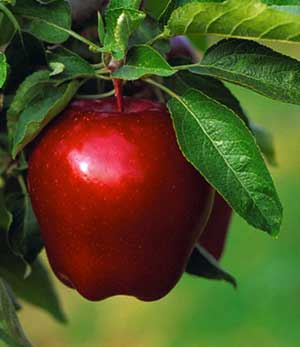 مدیر جهاد کشاورزی: برداشت سیب تابستانه از باغ های مراغه آغاز شد.
