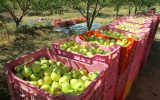 صادرات سیب مراغه به خارج از کشور ۲ برابر افزایش یافت