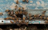توزیع شکر یارانه‌ای میان زنبورداران مراغه‌ای