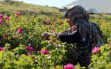 برداشت گل محمدی در آذربایجان شرقی