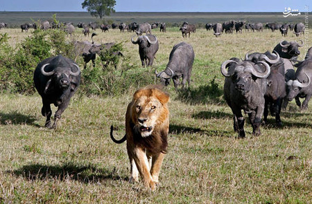 اتحاد بوفالوها علیه شیر نر