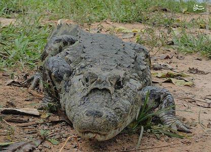عکس/ کشف کروکودیل خندان بعد از ۱۳ میلیون سال