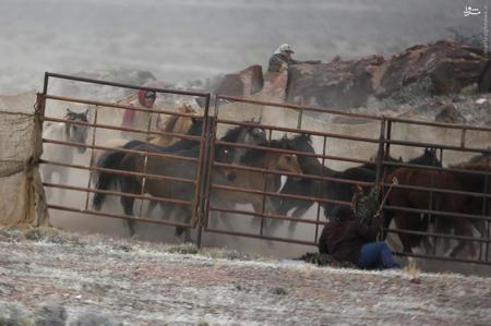 عکس/ اینجوری اسب وحشی میگیرند