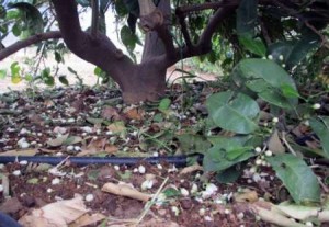 ۸۱۵۶۹۳۵۷-۶۳۸۴۴۵۵