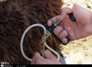 ۸۱۶۸۸۱۱۲-۷۰۰۴۲۲۶۹