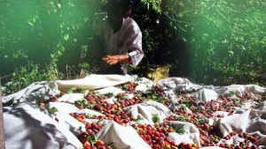 ۸۱۶۹۶۶۴۱-۷۰۰۵۶۲۶۹