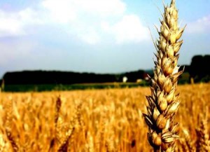 ۸۱۷۶۲۰۸۷-۷۰۱۶۷۰۷۱