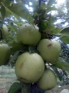 ۸۱۷۶۶۱۲۸-۷۰۱۷۳۸۸۰