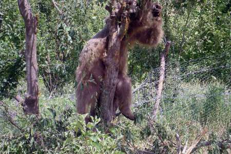 رییس اداره حفاظت محیط زیست هشترود: دو خرس گرفتار در باغ های چاراویماق آذربایجان شرقی نجات یافتند