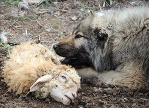 بحران تب برفکی در آذربایجان‌شرقی و توجیهات مسئولین همیشه بی‌تقصیر!