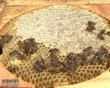 کوچ زنبورداران مراغه همزمان با شکوفه دادن گیاهان مرتعی