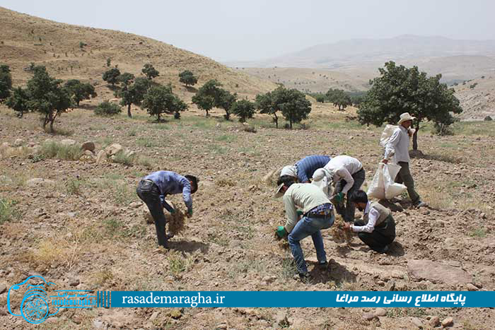 همت گروه جهادی علم الهدی در کمک به پیرزن تنها در بیابان خشک و گرم  روستا