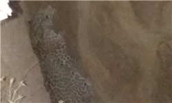 پلنگ بیمه است/ پرداخت خسارت به روستائیان مورد حمله قرار گرفته توسط پلنگ