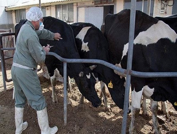 بیش از ۹ هزار گاو و گوساله در مراغه به برای پیشگیری از بیماری تب برفکی واکسینه شدند