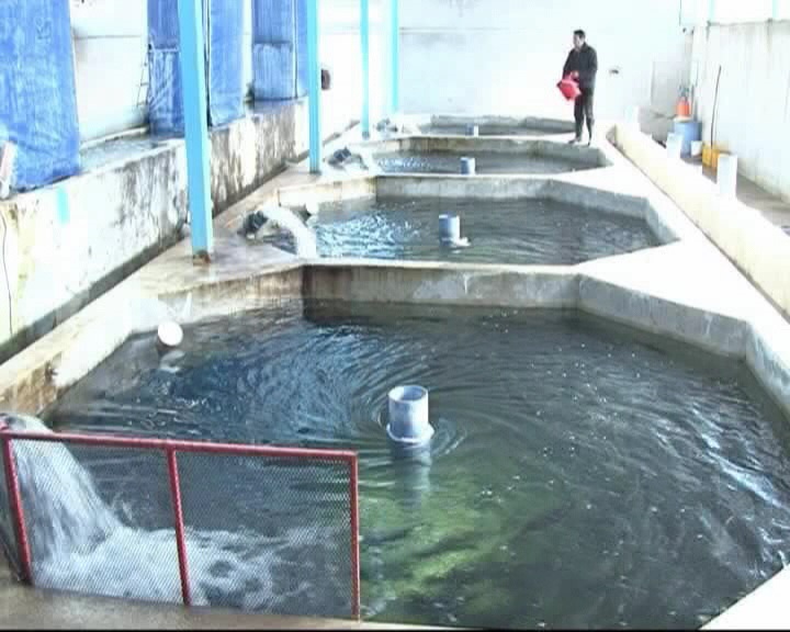 آغاز رهاسازی بچه ماهی قزل آلا در استخرهای پرورشی مراغه