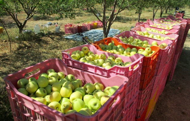صادرات سیب مراغه به خارج از کشور ۲ برابر افزایش یافت
