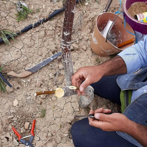 افزایش کیفیت درختان گردو با سرشاخه کاری در باغات مراغه 3 069