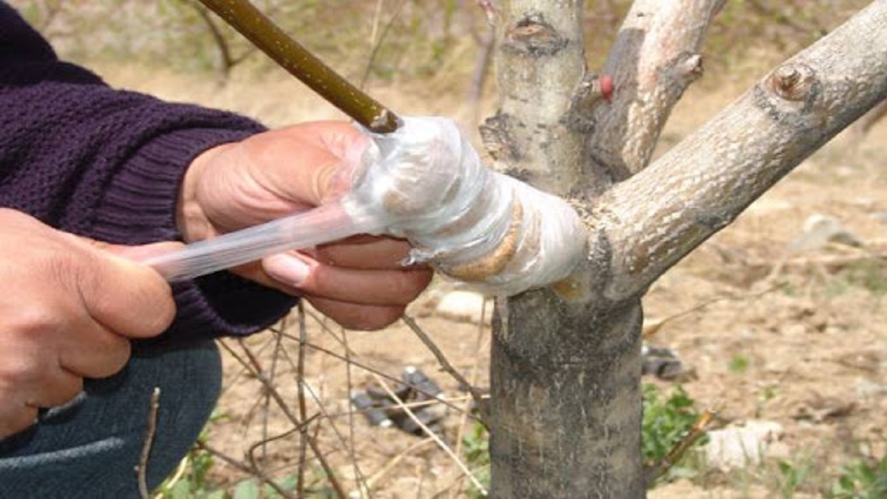 افزایش کیفیت درختان گردو با سرشاخه کاری در باغات مراغه 4 11786192 800