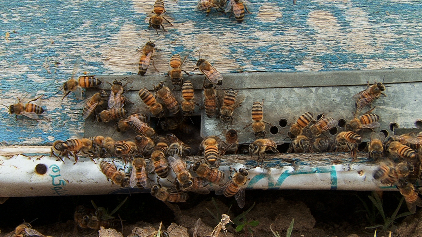 توزیع شکر یارانه‌ای میان زنبورداران مراغه‌ای