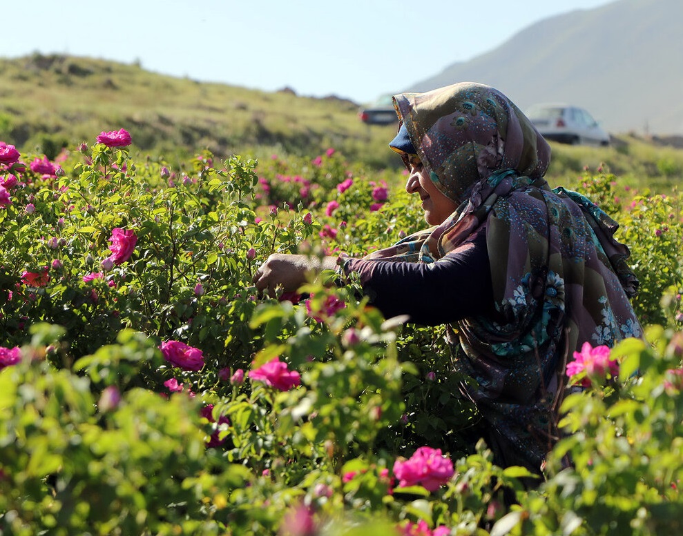 برداشت گل محمدی در آذربایجان شرقی