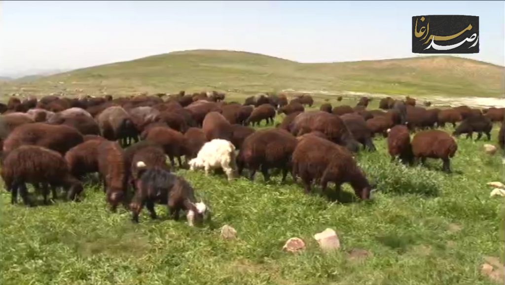 Polish 20210602 091201203