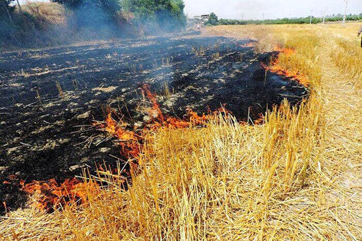 هشدار آتش زدن کاه و کلش مزارع توسط کشاورزان در مراغه