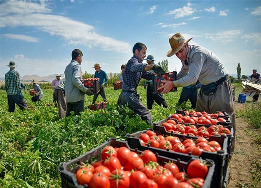 نرخ خرید تضمینی گوجه فرنگی کف قیمت بازار است