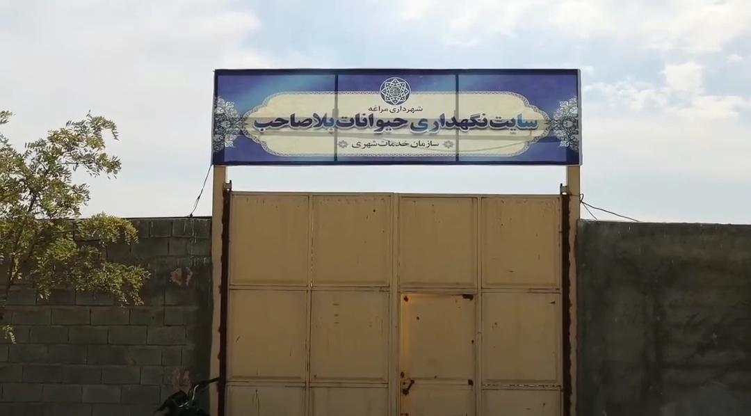 اقدامات سایت نگهداری حیوانات بلاصاحب توسط شهرداری مراغه