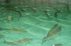 رهاسازی بیش از یک میلیون قطعه بچه ماهی در استخر‌های مراغه