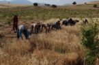 برداشت گندم به همت گروه جهادی شهید جهان آرا در مراغه