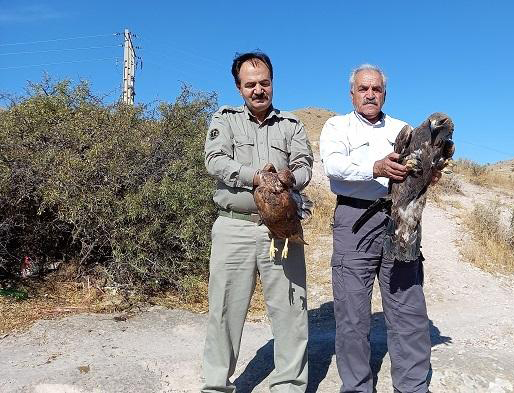 رهاسازی ۲ بهله عقاب طلایی در مراغه