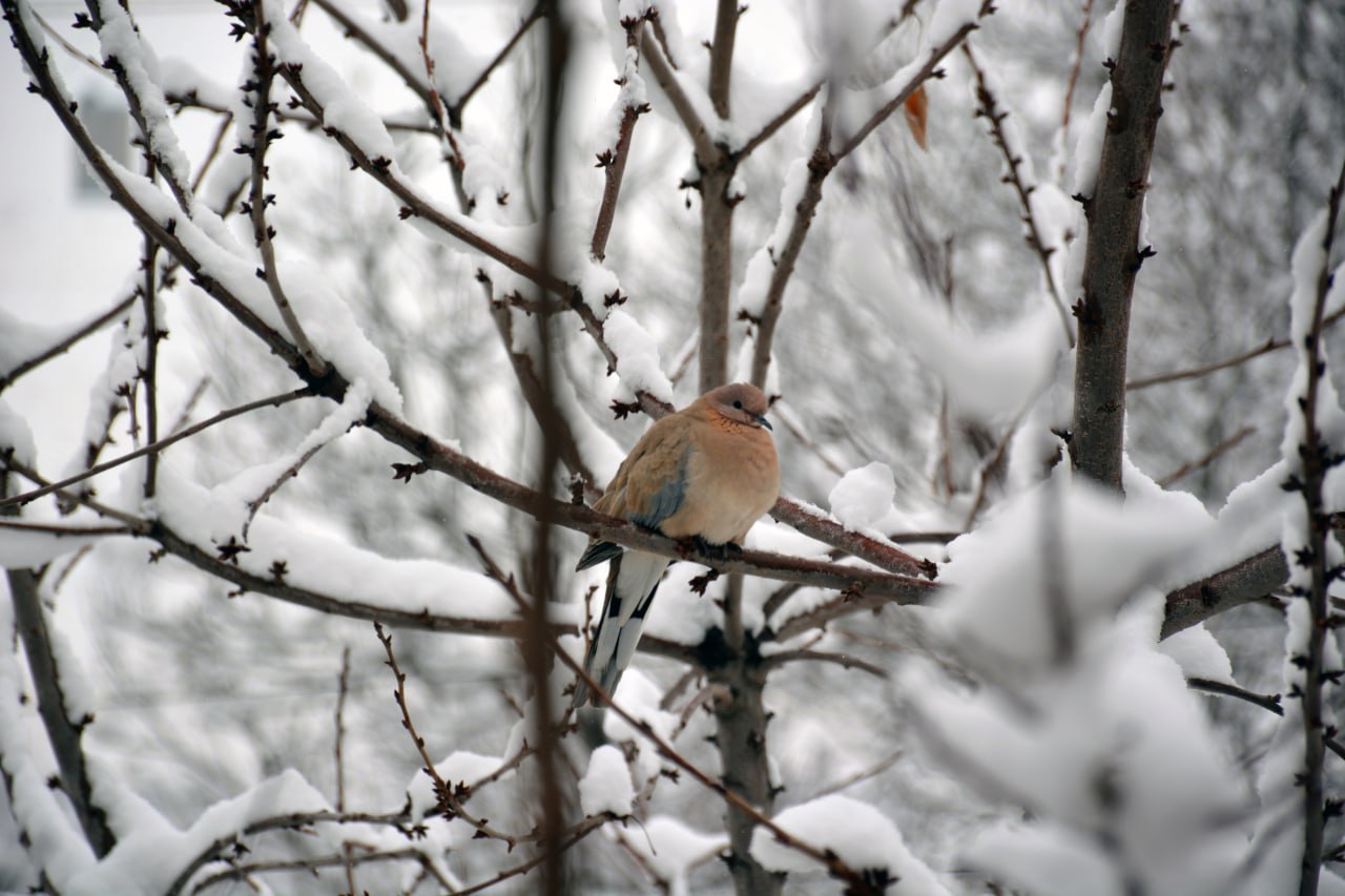 مراغه سفیدپوش شد؛ بارش برف چهره زمستانی به شهر بخشید