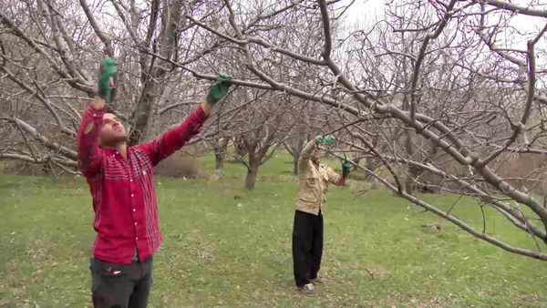 هرس درختان سیب مراغه قطب تولید این محصول در آذربایجان شرقی