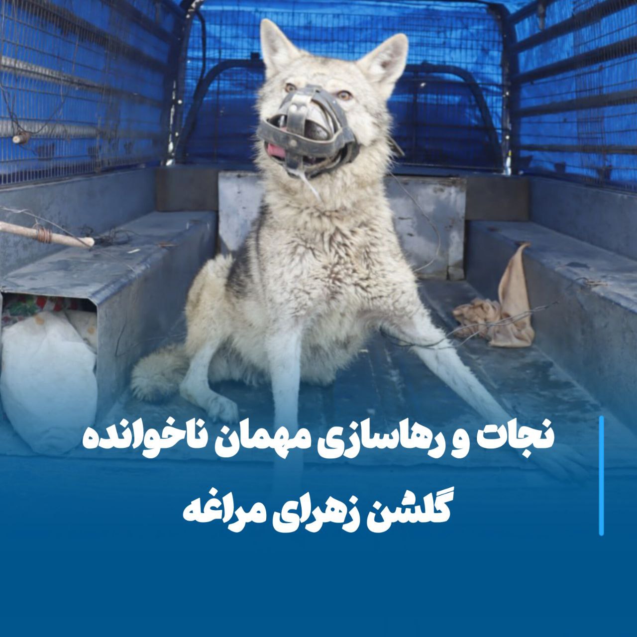 نجات و رهاسازی مهمان ناخوانده گلشن زهرای مراغه