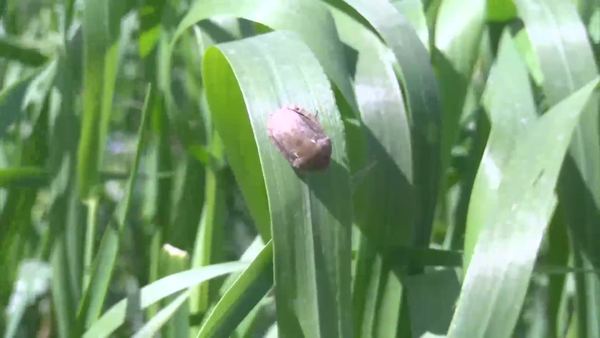 هشدار به کشاورزان جنوب آذربایجان شرقی؛ ضرورت مقابله فوری با سن گندم