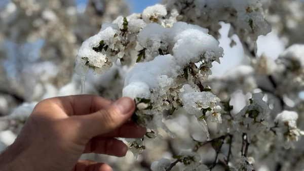 خسارت ۷ هزار میلیارد تومانی سرما به باغ‌های مراغه