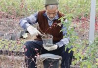 تولید یک میلیون بوته گل با صرفه‌جویی ۳ میلیارد تومانی