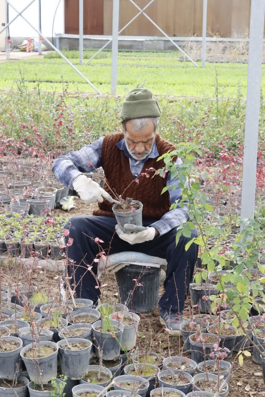 تولید یک میلیون بوته گل با صرفه‌جویی ۳ میلیارد تومانی