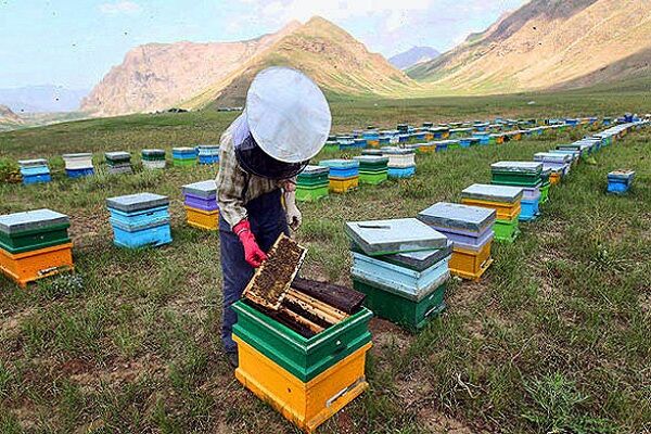 کوچ زنبورداران مراغه به مراتع استانهای شمال غرب کشور