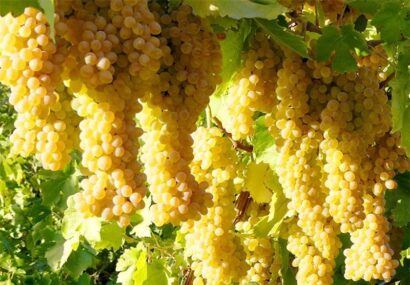 صادرات نخستین محموله انگور از مراغه به خارج از کشور